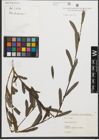 Foto von Salix purpurea L.
